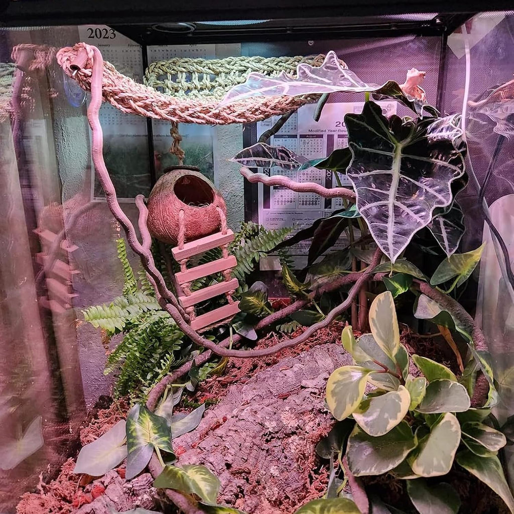 PINVNBY Crested Gecko Coco Hut with Ladder Natural Lizard Coconut Shell Hideout Home Mini Condo for Reptiles Durable Cave Habitat with Hanging Loop Coconut Texture Provide Food for Pets