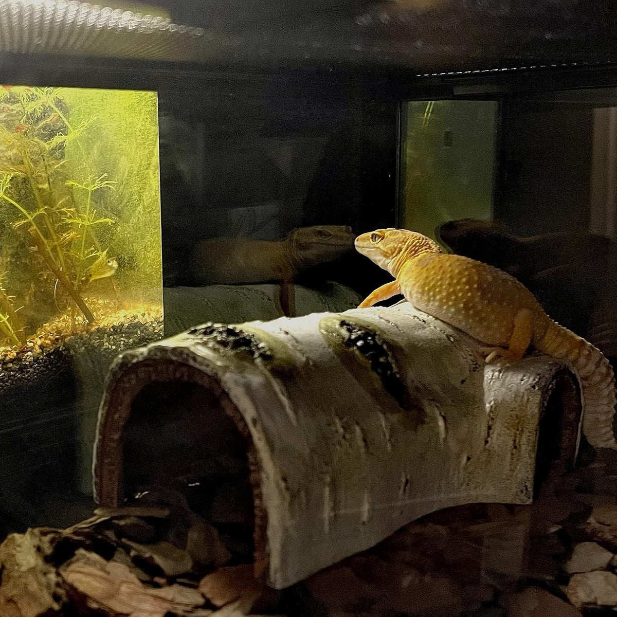 Reptile Hides and Caves Birch Tree Bark Trunk Habitats Decor Aquarium Decoration Wood for Lizard Geckos Snake Spiders Frogs Turtle (Medium)