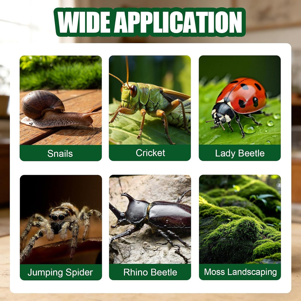 Jumping Spider Small Terrarium 3.5×3.5×9.5 Inch Acrylic Enclosure
