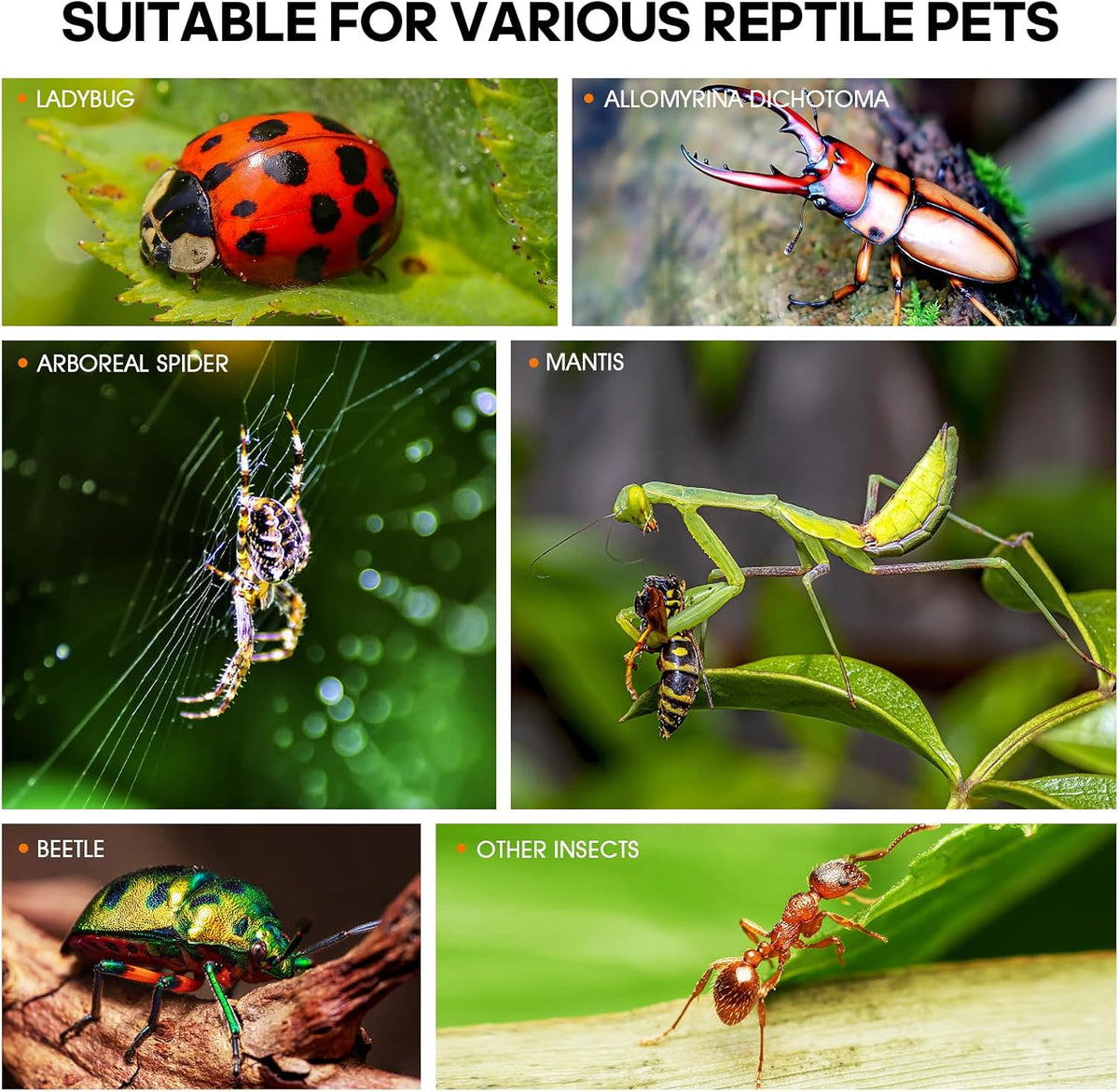 MYGIIKAKA Jumping Spider Enclosure Accessories, Tarantula Spider Box, Bug Cage, Praying Mantis Habitat Enclosure, Snail Insect Terrarium, Caterpillar Habitat (3x3x6 inch)