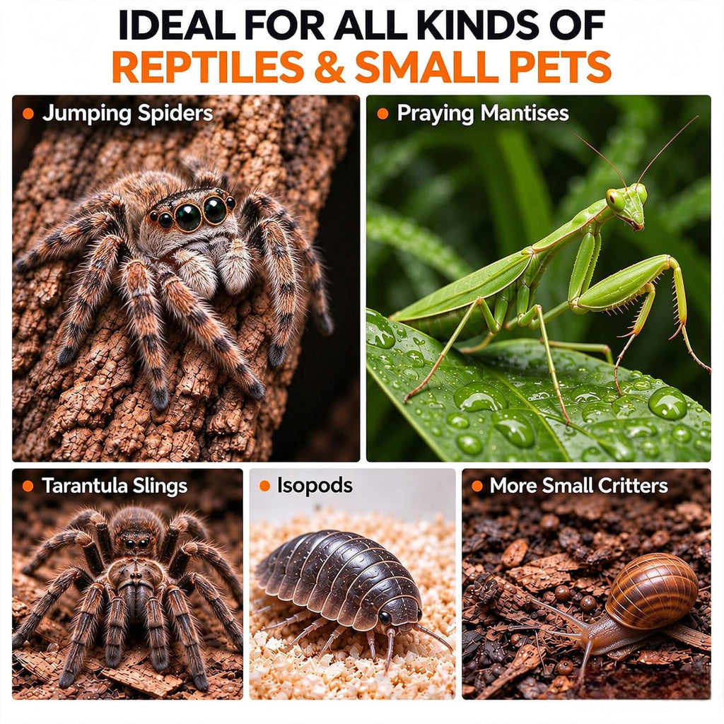 Jumping Spider Enclosure, Clear Acrylic Arboreal Terrarium with Front Opening Door, Escape-Resistant Ventilation, Starter Habitat Kit with Accessories for Sling, Baby Spiders and Praying Mantis