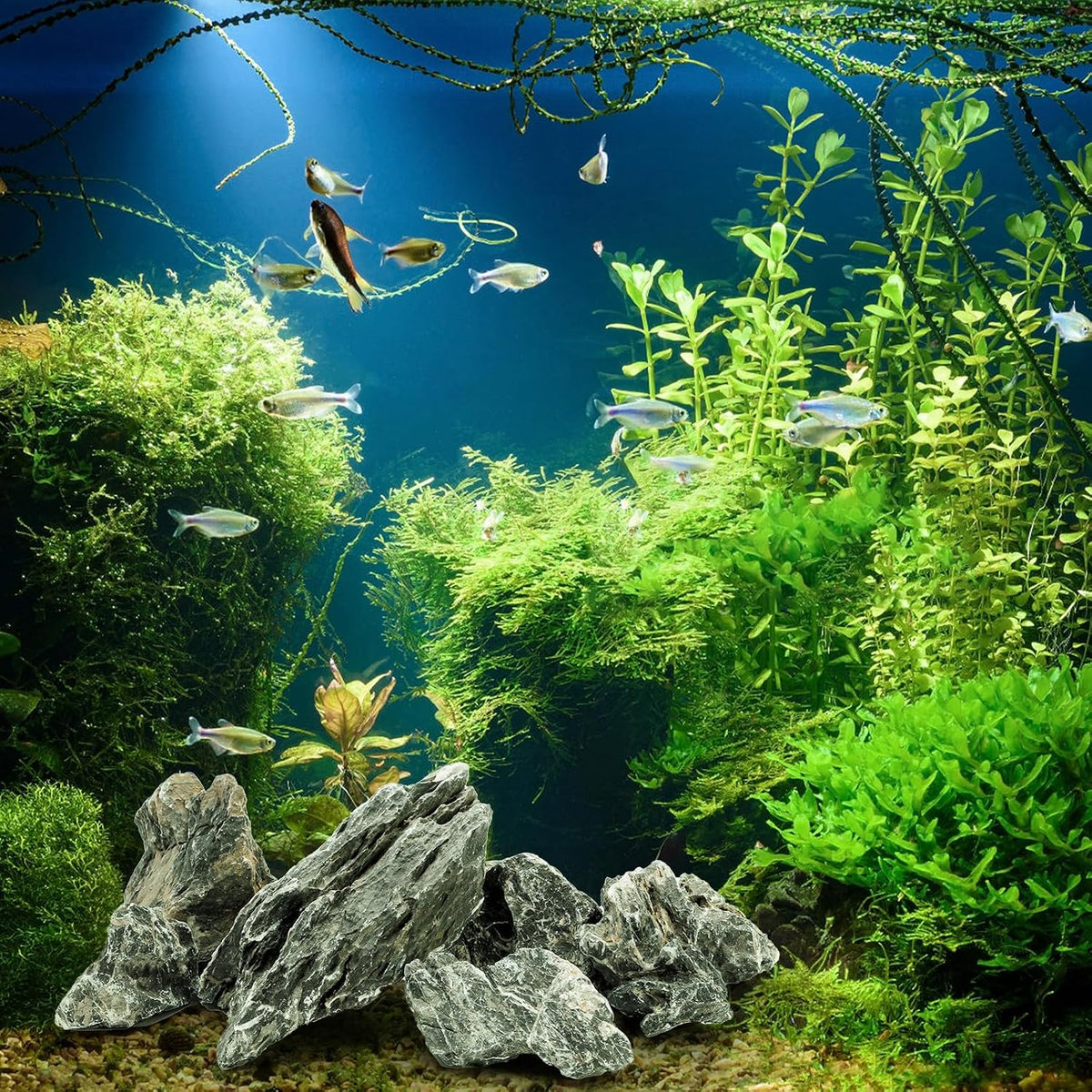 Eorbow 12lb Seiryu Stone, Aquarium Rocks for Terrariums, Paludarium, Vivariums, Reptile, Amphibian Enclosures, Fish Tank Decor for Aquarium Landscaping Models