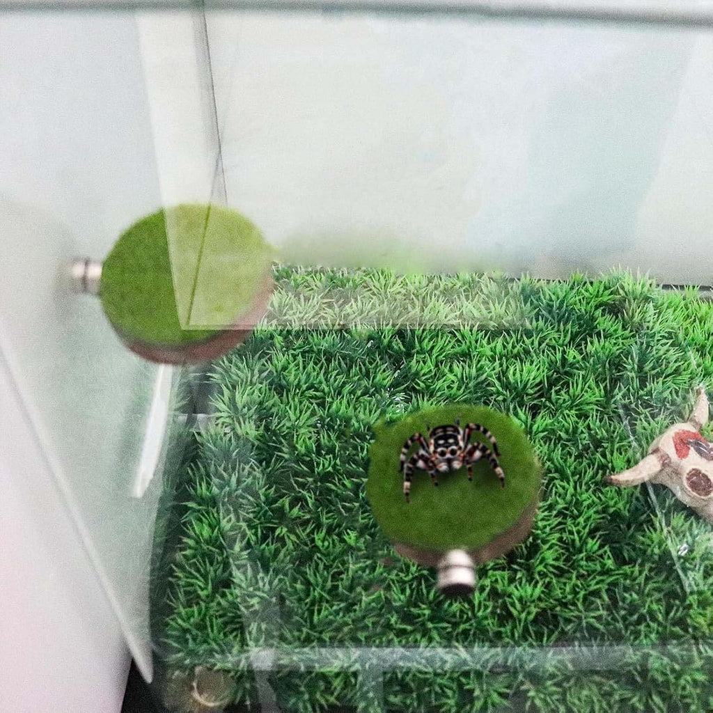 Jumping Spider Accessories, Magnetic Moss Hideout with Resting Platform