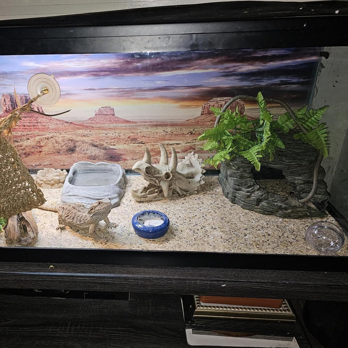 Bearded Dragon Resin Triceratops Skull Hide Decoration Reptiles Artificial Hideout Cave Landscape Tank Accessories Vines Leaves Hideaway Ornaments for Lizards Snake Gecko