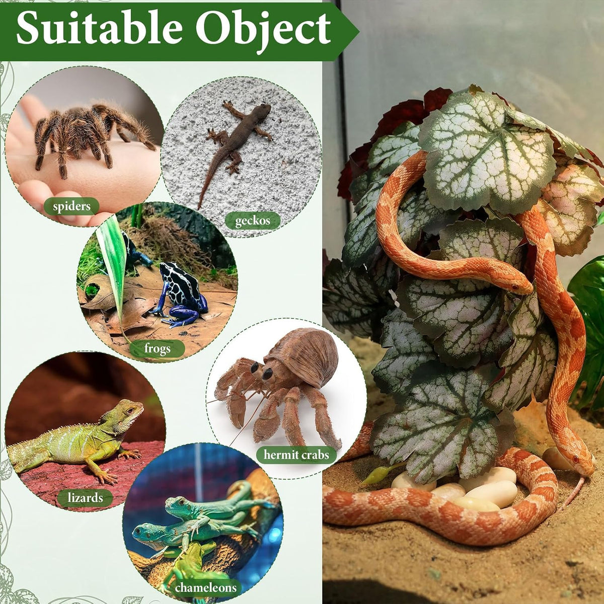 Suncalla 4 Pack Reptile Plants for Terrarium, Multiple
