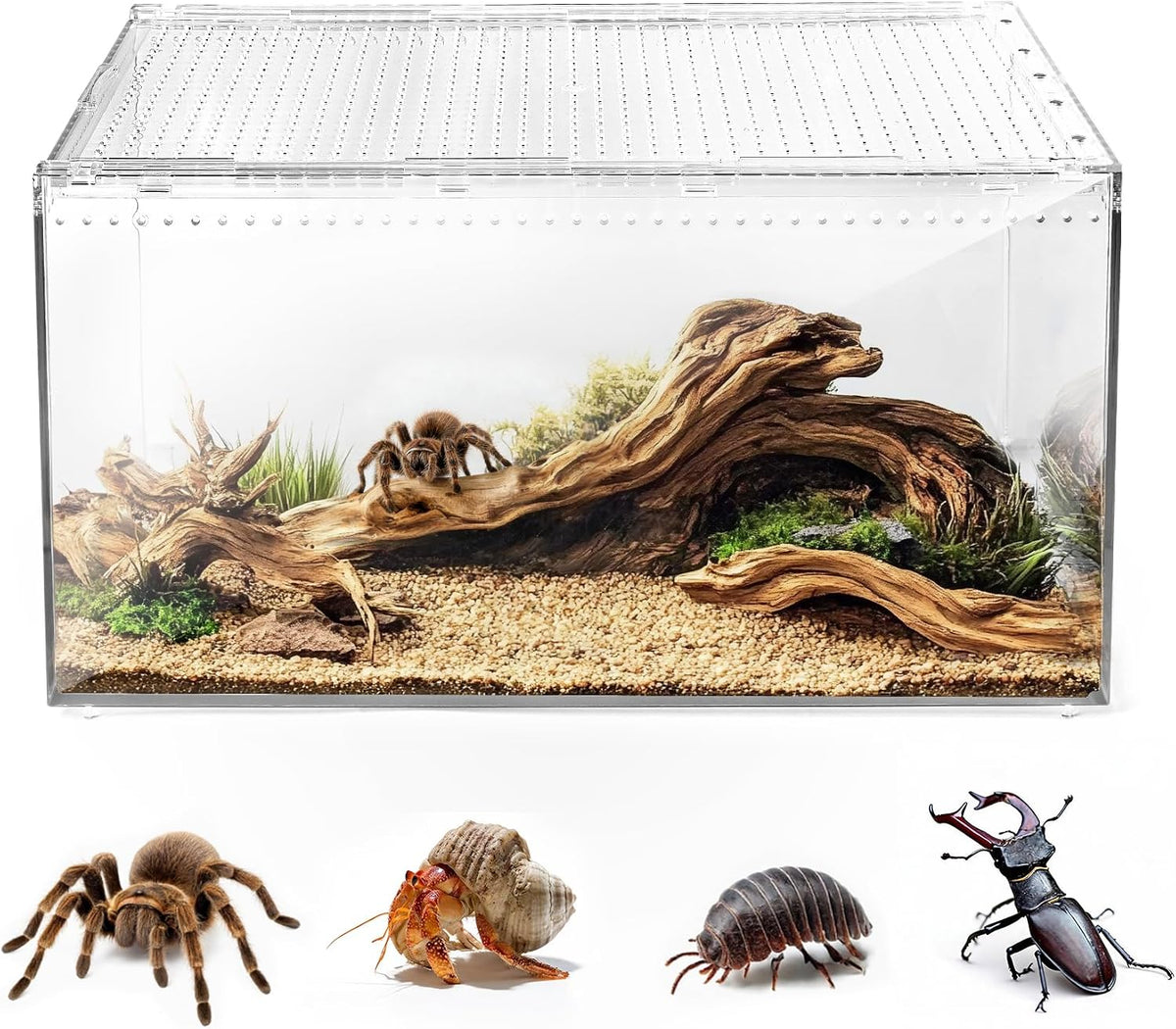 AZV Escape-Proof Tarantula Enclosure,0.8 Gallon Clear PC Reptile Terrarium