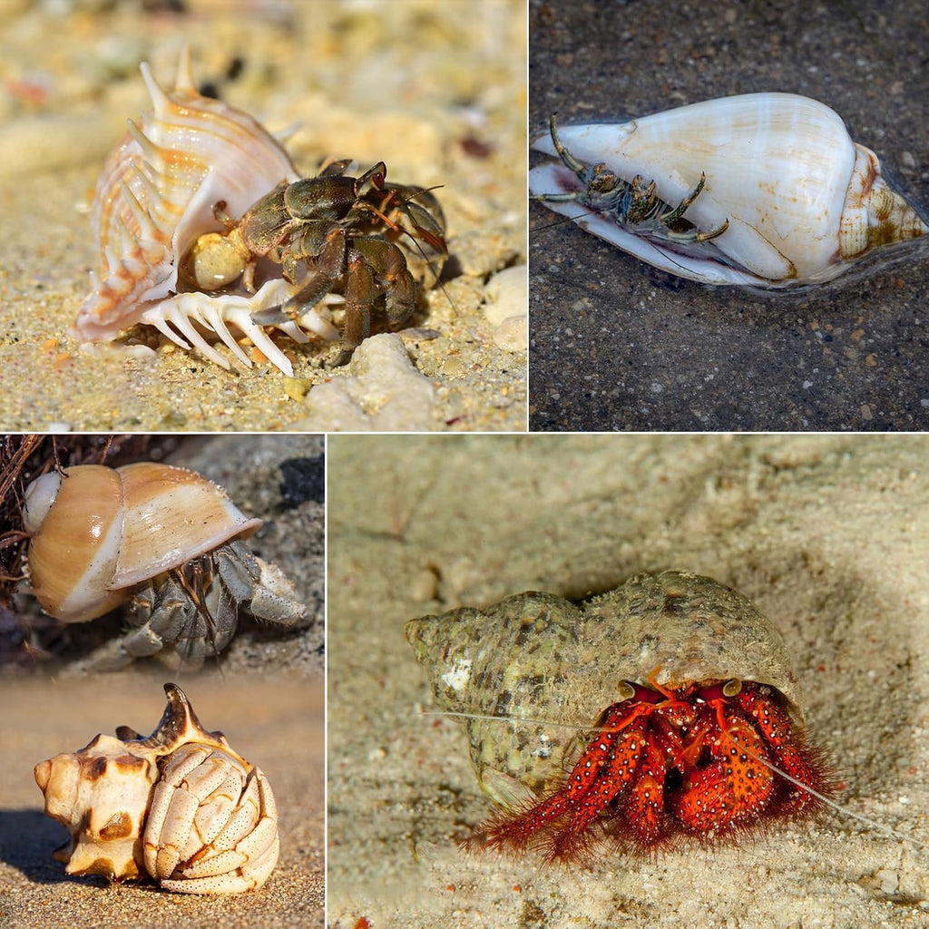 SINKOO 6PCS Hermit Crab Shells Medium to Large, Natural Sea Conch 2.3"-3.5"