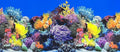 Fish Tank Background Sea Anemone Coral Theme Aquarium Background Poster Fish by XCNO