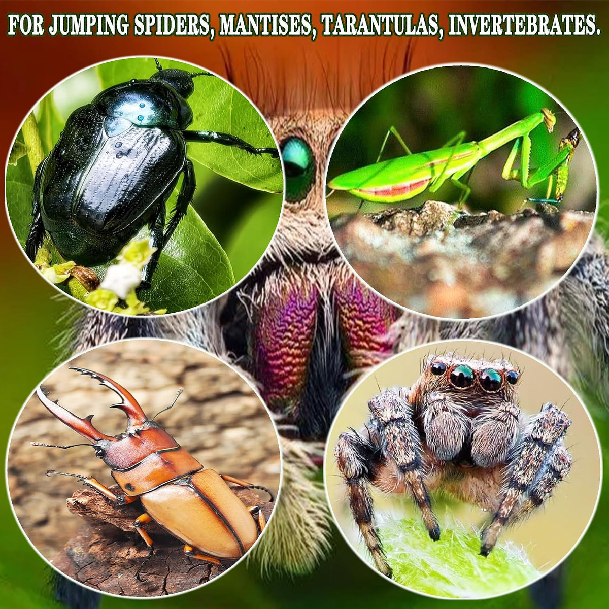 Jumping Spider Accessories Kit, Suitable for Enrichment Hideouts for Small Insects