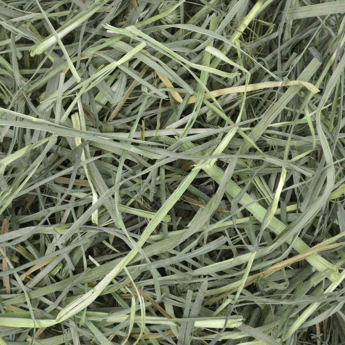 Oxbow Orchard Grass Hay for Small Pets – All-Natural Long Strand Fiber Hay for Rabbits,Guinea Pigs,Chinchillas,and Hamsters – Supports Digestive Health and Enrichment-– 40 oz Bag,(Pack of 2)