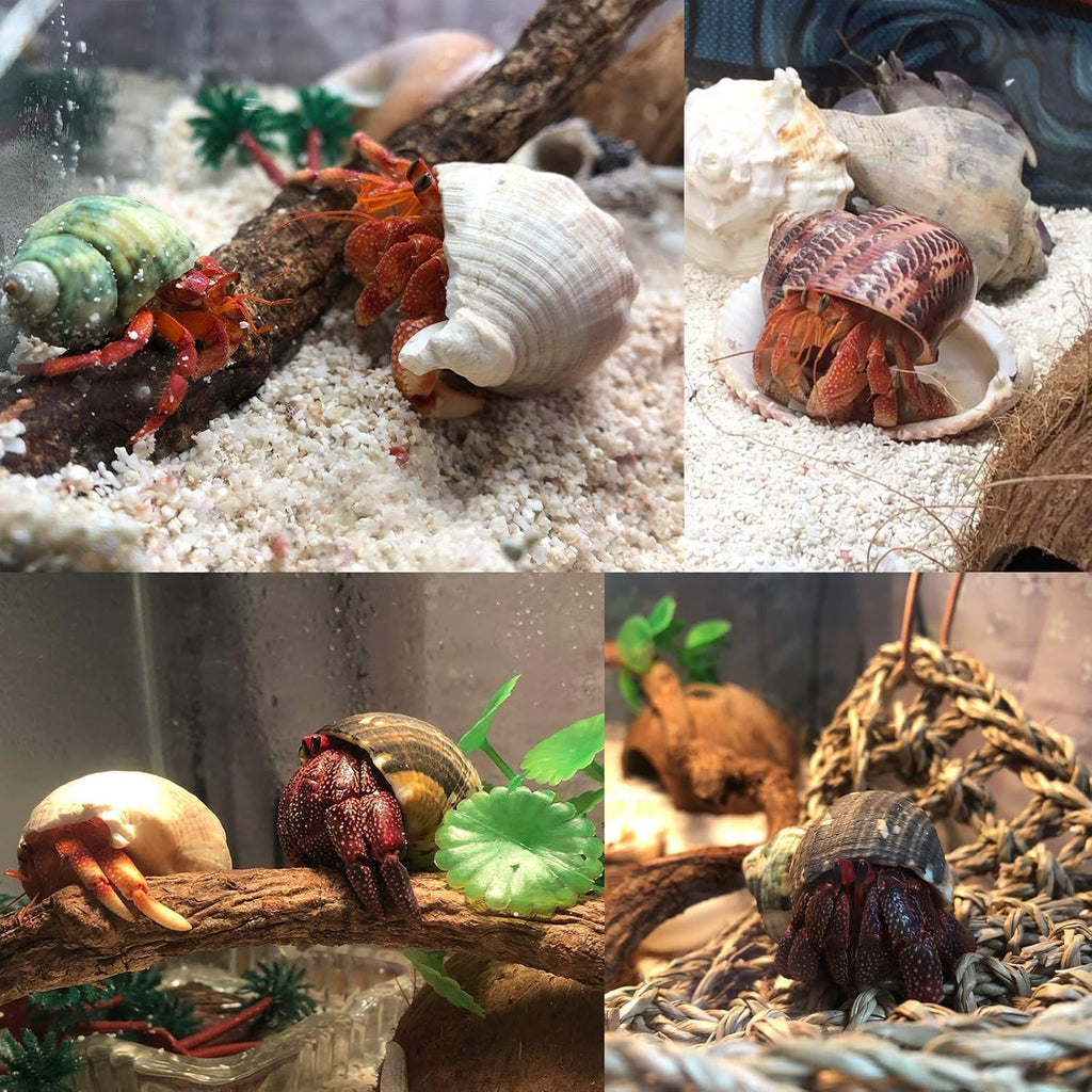 SINKOO 6PCS Hermit Crab Shells Medium to Large, Natural Sea Conch 2.3"-3.5"