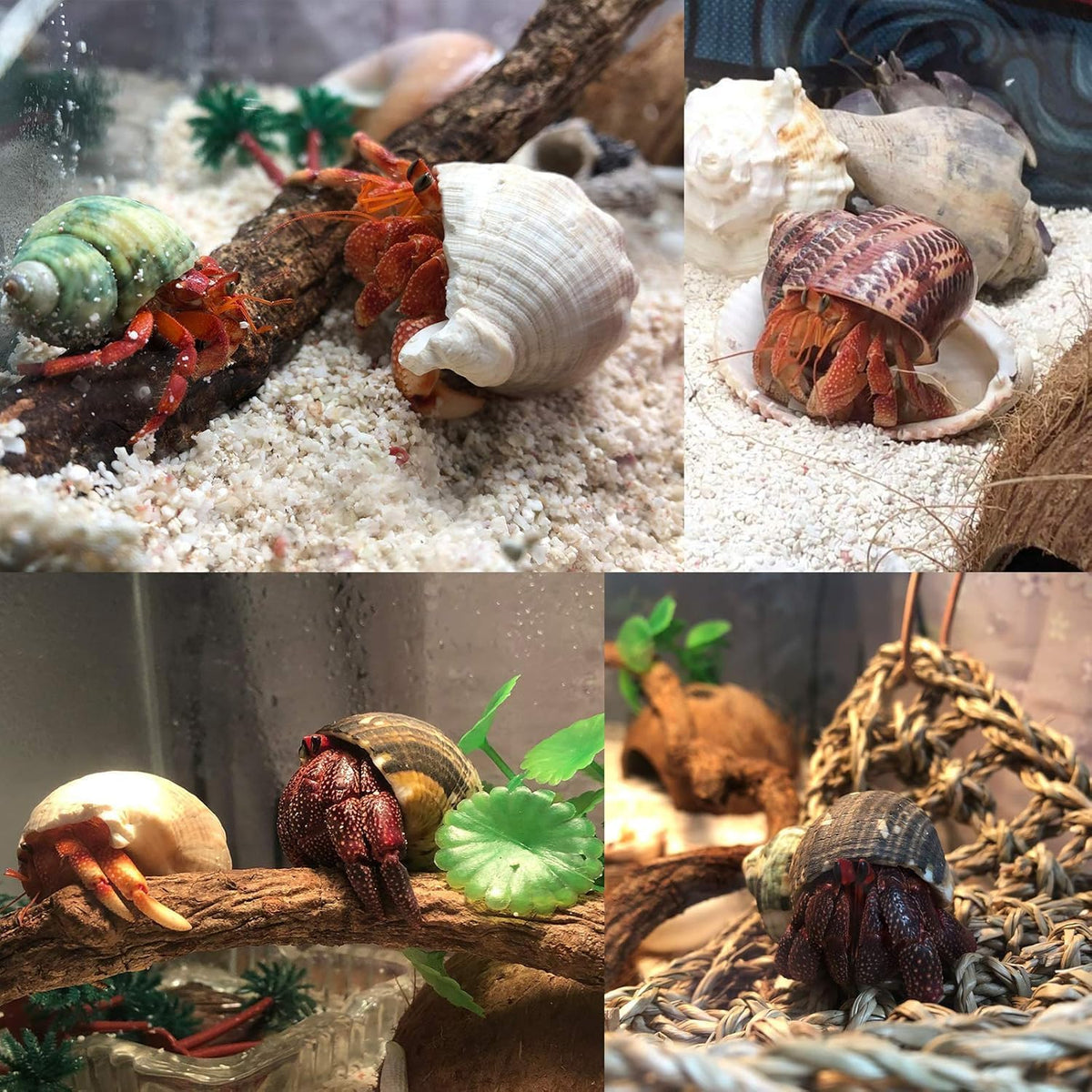 SINKOO 6PCS Hermit Crab Shells Medium to Large, Natural Sea Conch 2.3"-3.5"