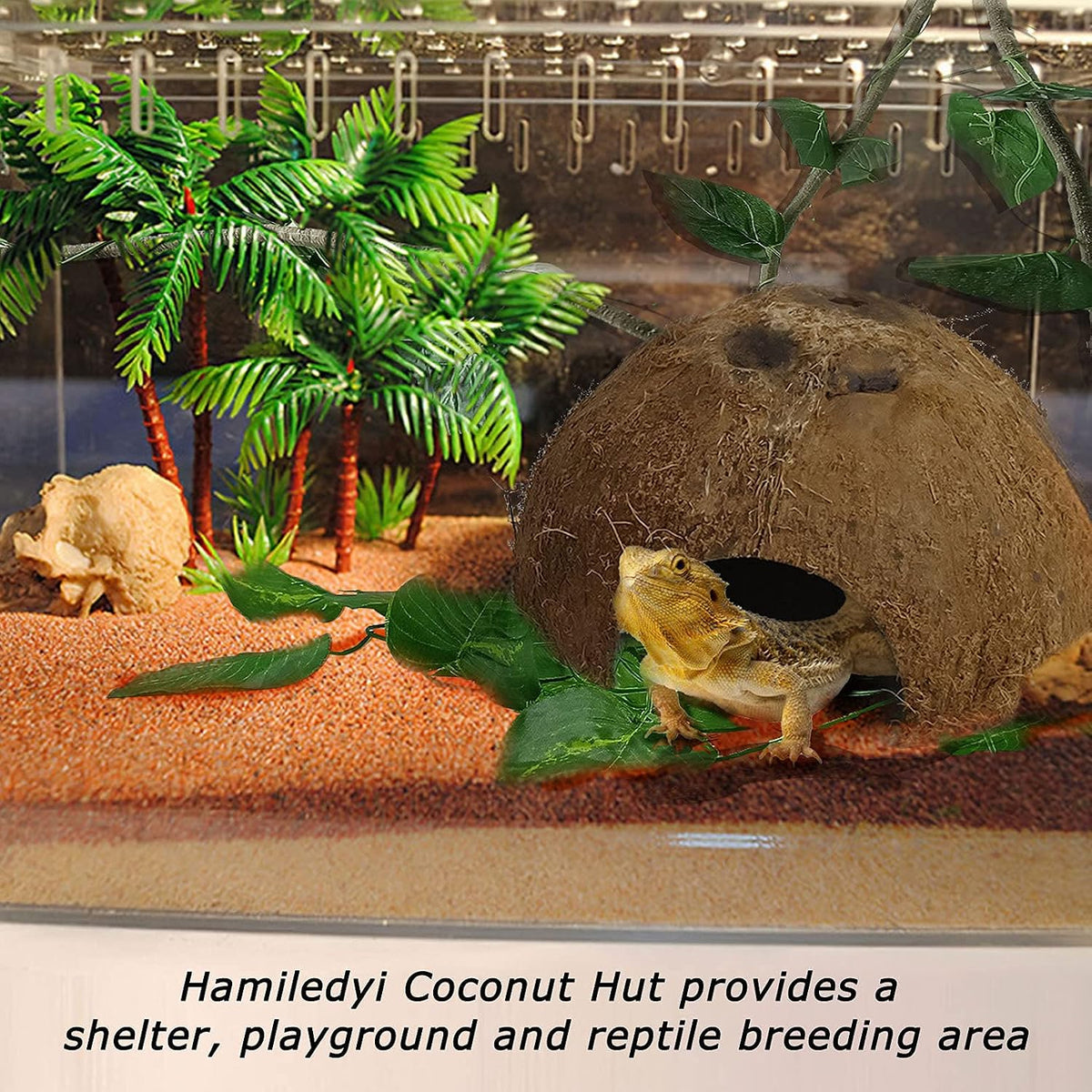 Reptile Hideouts Natural Coconut Shells Hut Hermit Crab Climbing Toys and 2PCS Reptile Feeding Box Snake Breeding Box Transparent Animal Habitat for Bearded Dragon Lizard Spider Frog Scorpio