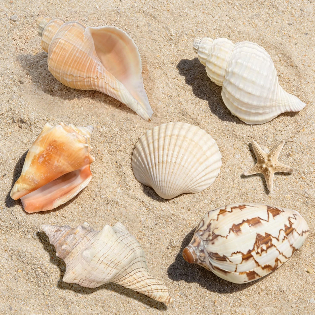 Hermit Crab Shells, 5 Pack, 2.8-4.5 in, Natural Turbo Shells