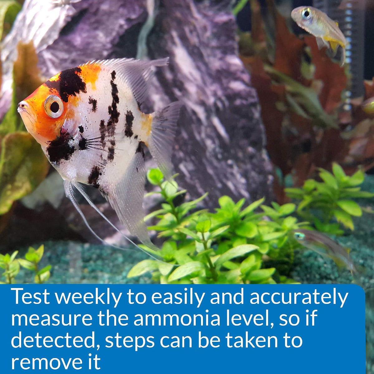 API Ammonia 130-Test Freshwater and Saltwater Aquarium Water Test Kit