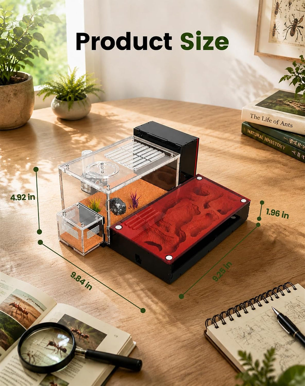 Ant Formicarium for Live Ants & Queen, Dual-Level Ant Nest