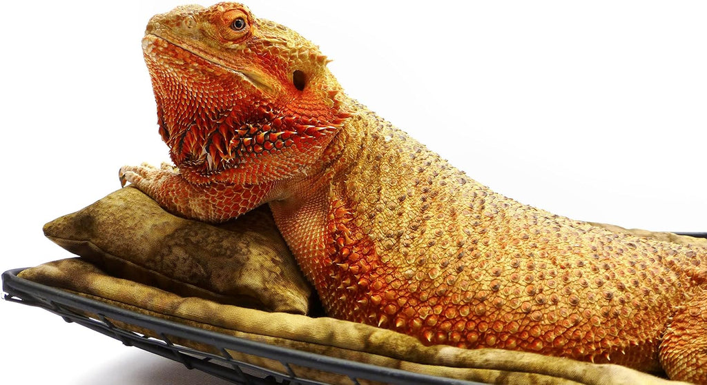 Chaise Lounge for Bearded Dragons, Brown Batik Fabric