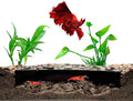 Shrimp Breeding Protector | Shrimp Breeding Cave Aquarium Tunnel | CTWPets by CTWPets
