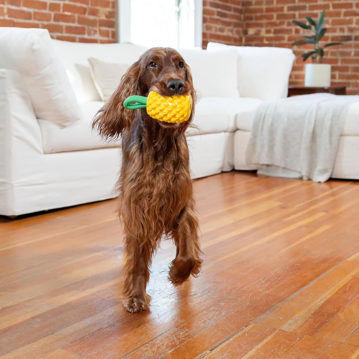 Outward Hound Dental Pineapple Chew & Treat Stuffer Dog Toy for All Breeds