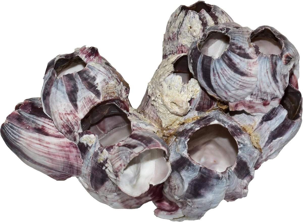 Aquarium Safe Real Purple Barnacle Cluster | Natural Barnacle Cluster | Holey Rock | Chiclid Stone (3" - 5")