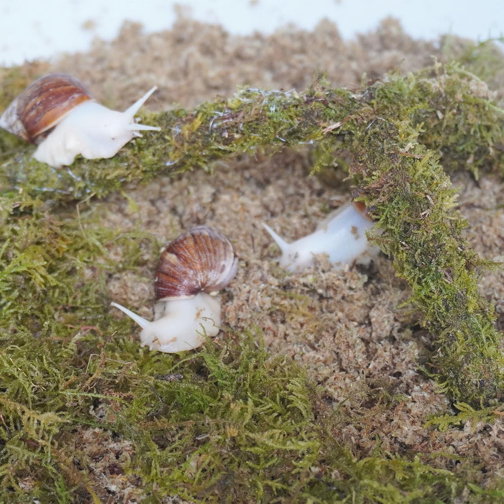 Snail Terrarium Accessory 3‑Piece Kit, Contains 3.5 Oz Moss Bag, 2 Quarts Sphagnum Moss Chips Substrate & Snail Climbing Toy for Land Snail Habitat