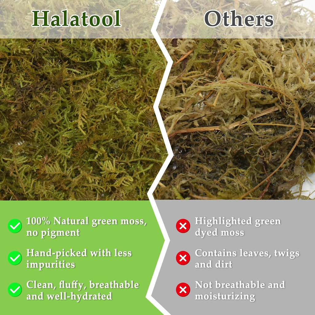 Halatool 12 OZ Sphagnum Moss for Reptiles - Green Terrarium Moss