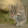 Cat Netting for Balcony, Anti-Fall Fence for Balcony/Stairs/Window
