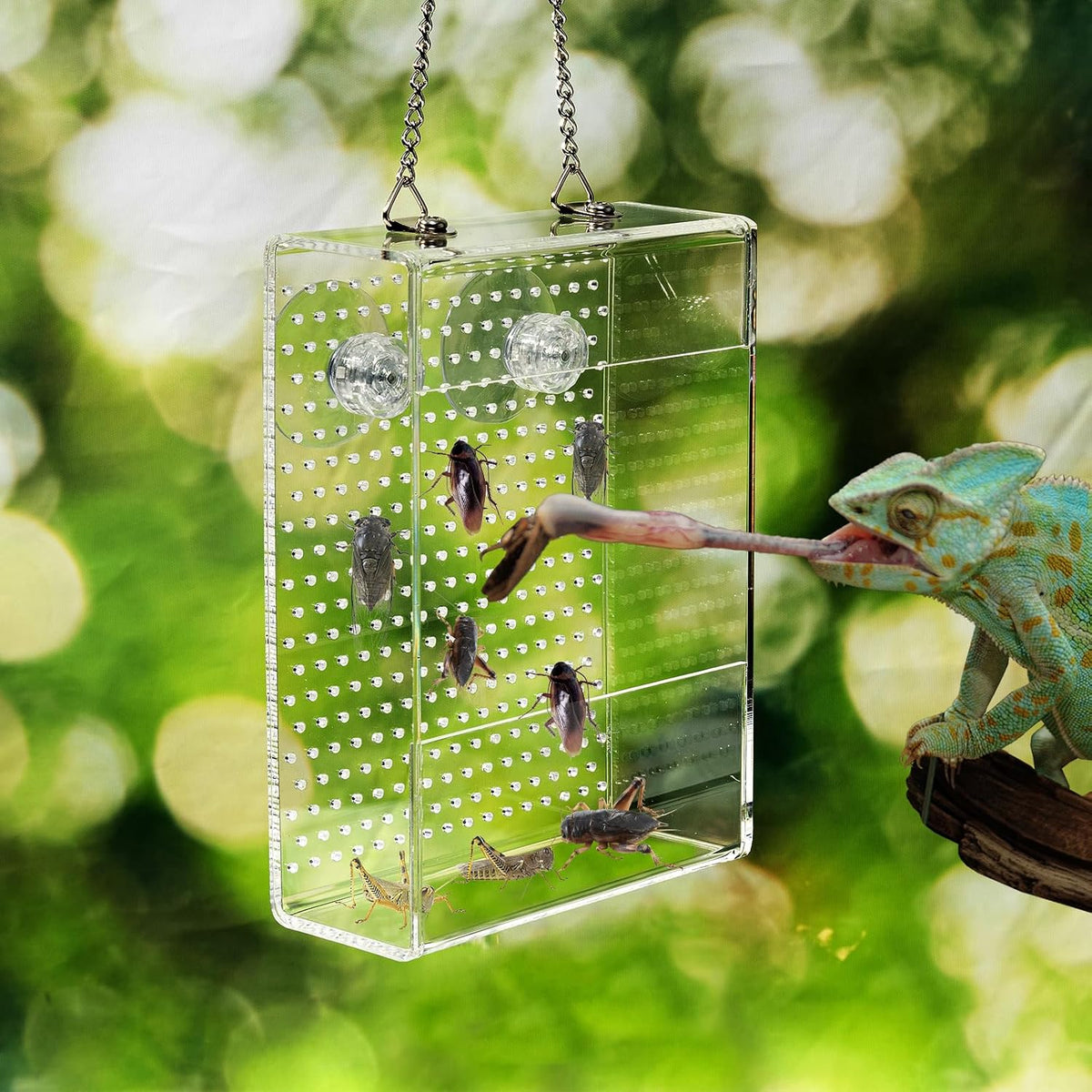 Chameleon Feeder Box with Suction Cups, Acrylic Feeding Bowl for Bearded Dragon, Wall-Mounted Insect Feeder for Lizard, Iguana, Gecko, Frog