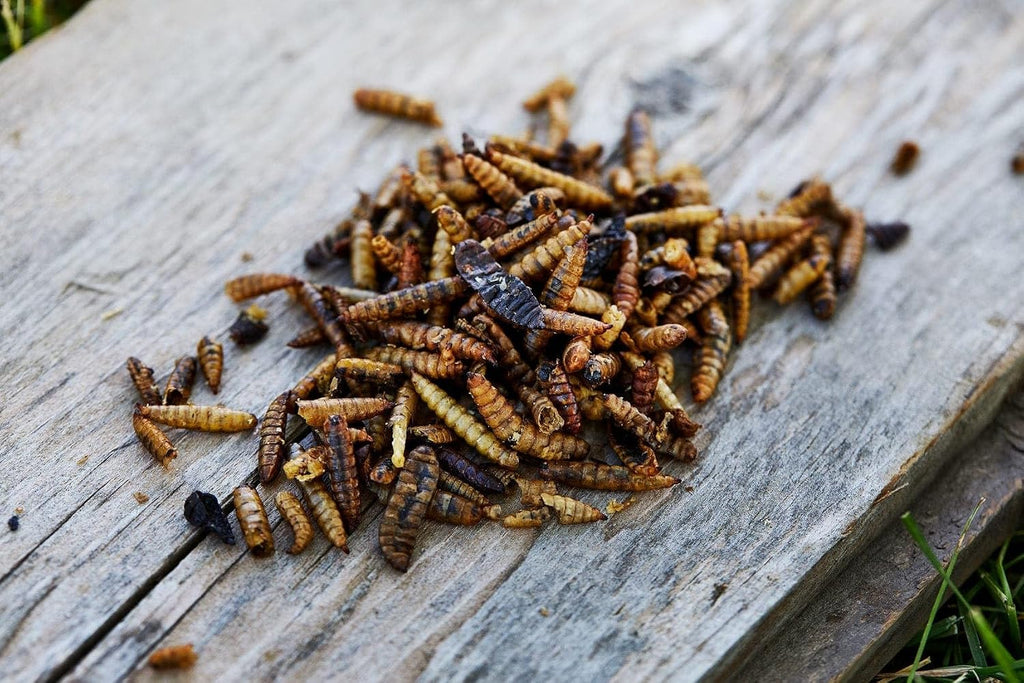 Small Pet Select Grub Bugs, Black Soldier Fly Larvae, Non-GMO, Locally Sourced PNW, 2 lb (Pack of 2)