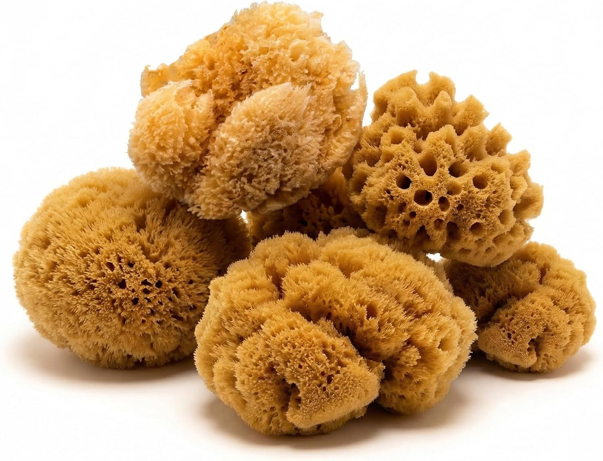 Natural Sea Sponges Hermit Crabs 5 Pack Unbleached, Drinking Aquarium Decor