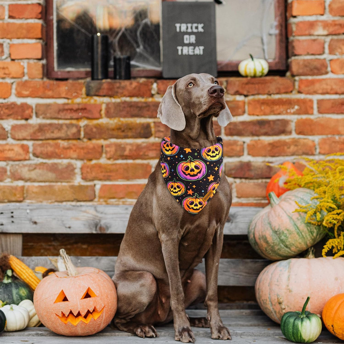 Halloween Dog Bandanas - 2 Pack Reversible Pumpkin and Bat Pet Scarf for Boys and Girls | Fall Dog Bibs | Premium Durable Fabric | Holiday Dog Bandana for Medium and Large Dogs (Large)