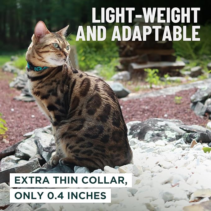 OutdoorBengal Black Breakaway Kitten Collar - Image 6