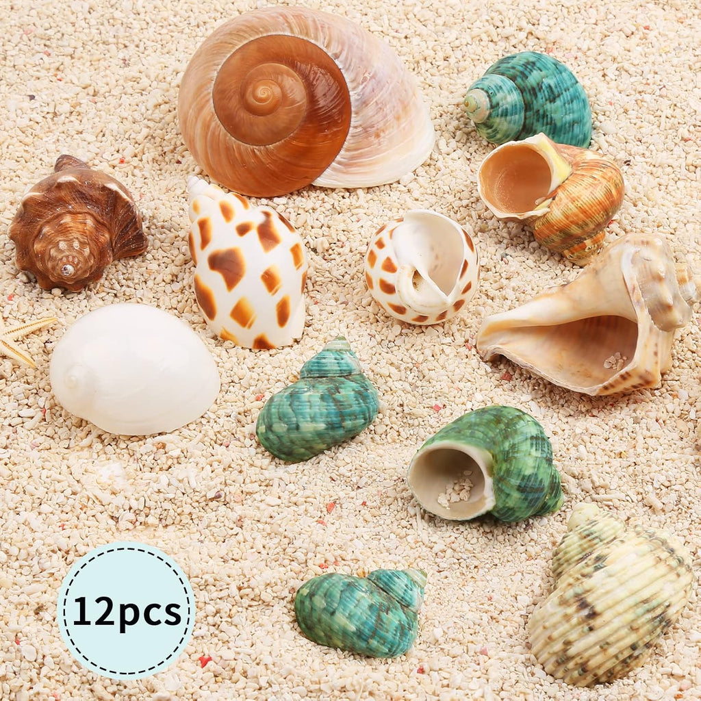 12PCS Hermit Crab Shells Medium and Large Growth Turbo Seashells 1.18"-3.2"