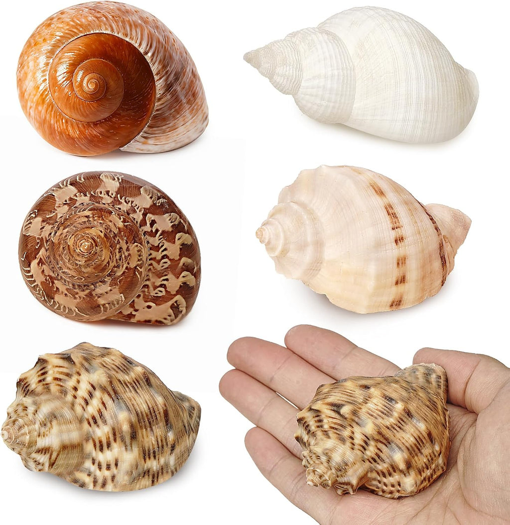 5Pcs Large Hermit Crab Shells Natural Sea Conch Size: 3"-4.5" Turbo Seashells for Hermit Crab Supplies Hermit Crab House for Décor No Paint or Dye
