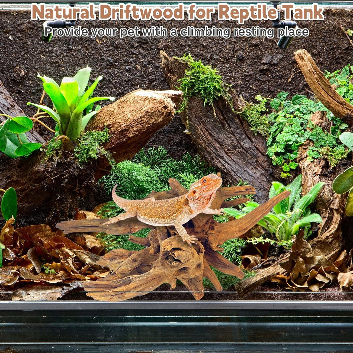 PINVNBY Natural Large Driftwood for Aquarium Fish Tank Decorations, Driftwood for Reptile Tank Bearded Dragon Tank Accessories Terrarium Decor (10 to 14 inches / 2 Pack)