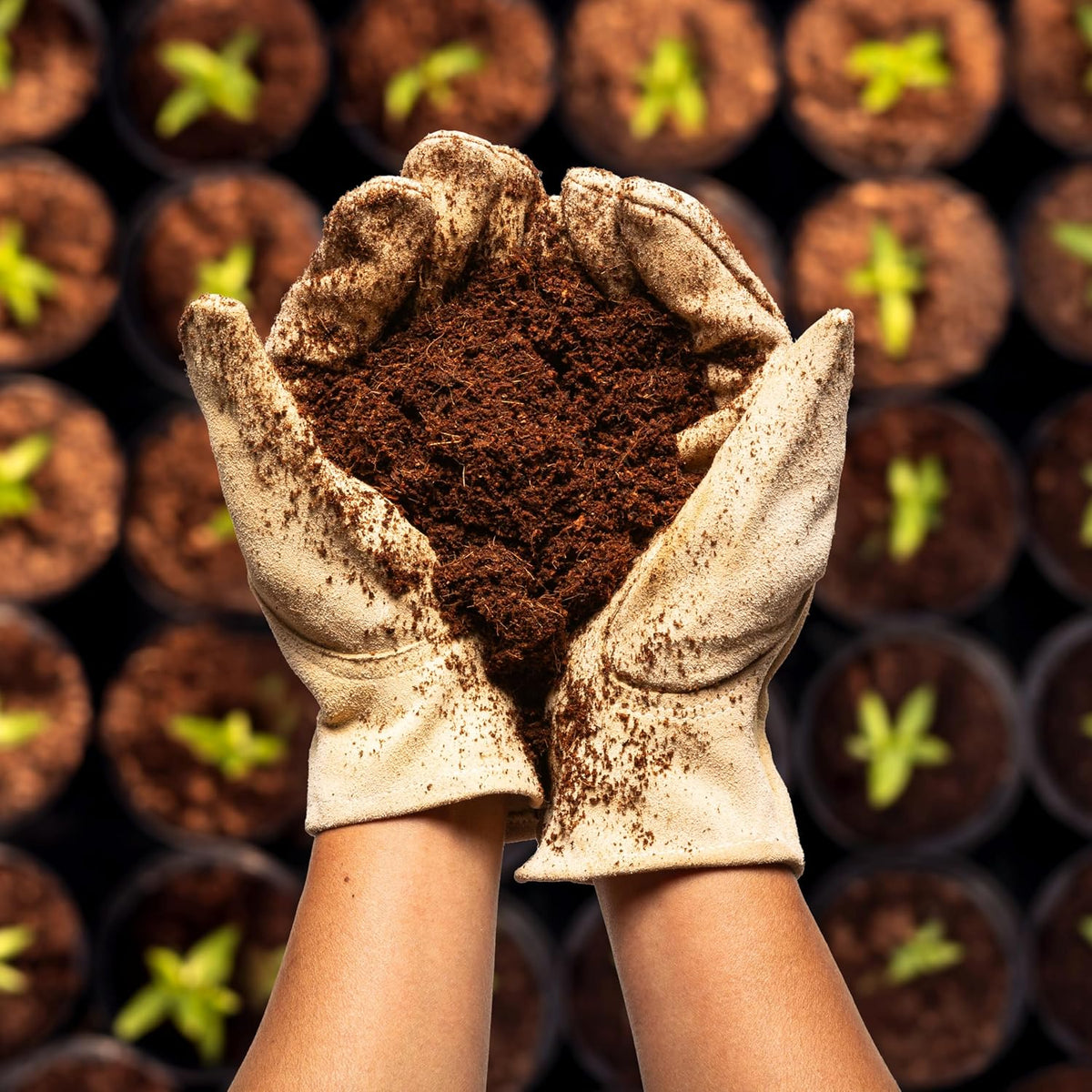 Coco Bliss Coco Coir 650gm Bricks (6-Pack) | Expands Up to 48 Quarts