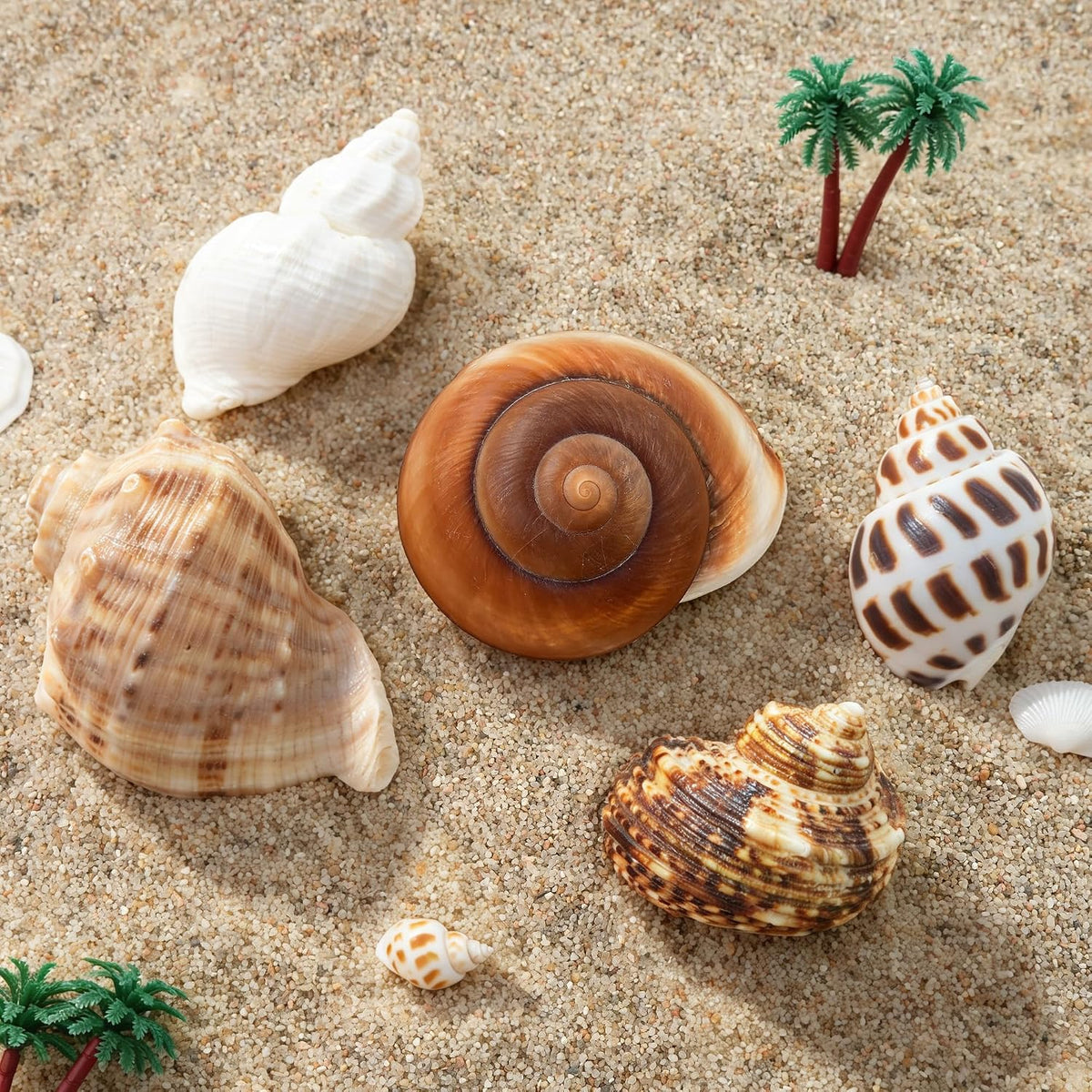 5PCS Hermit Crab Shells Medium to Large 2.1"-3.5" Shells Opening 1.2"-2.3"