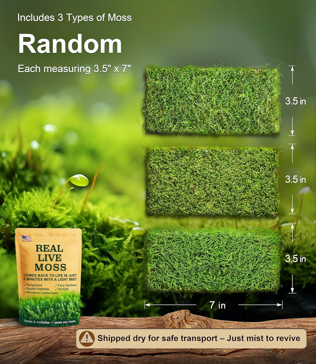 LUCKYRUNES Live Moss 3-Pack for Reptile Enclosures & Terrariums,Fresh Reptiles Substrate