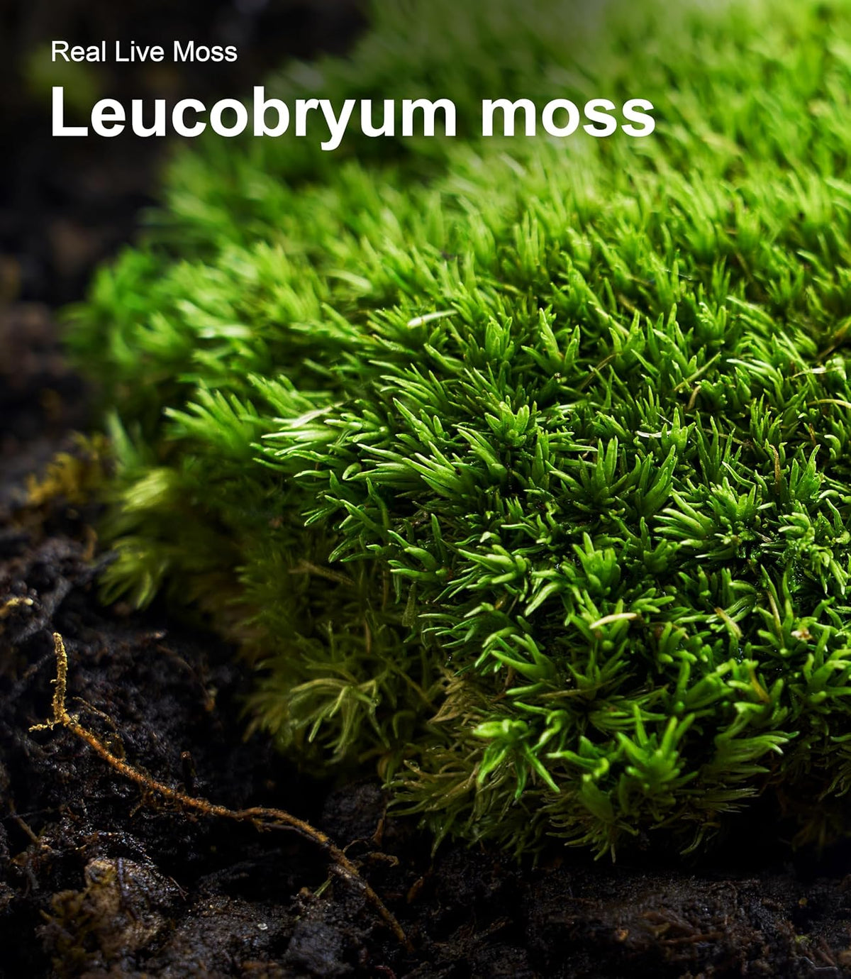 LUCKYRUNES Live Moss 3-Pack for Reptile Enclosures & Terrariums,Fresh Reptiles Substrate