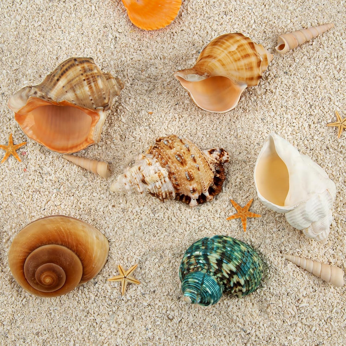 6PCS Hermit Crab Shells Medium to Large 2.3"-3.5" Shells, Opening 1"-2.1"