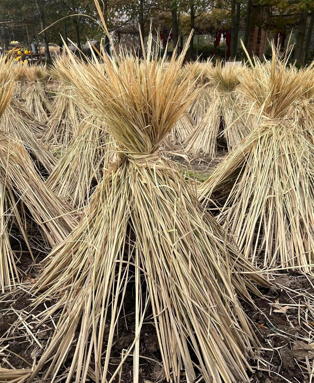 2Pcs Handmade Woven Flat Base Straw Bird Nest Breeding Nest Hatch House Cage for Pigeons, Russet Chickens, Chicks, Doves and Other Medium-Sized Birds.Made Entirely from Natural Straw.