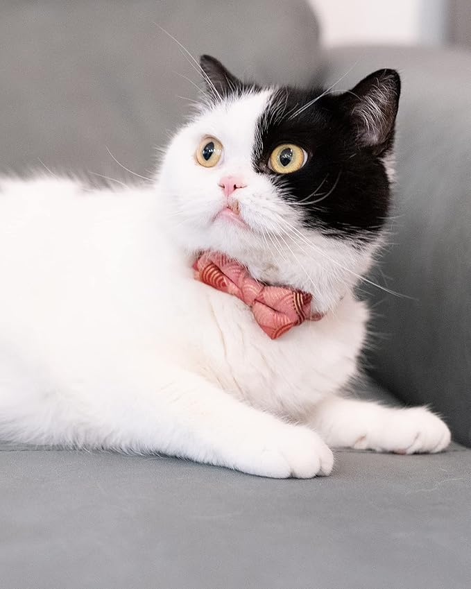 Collar for Cat Pet Breakaway - Image 2