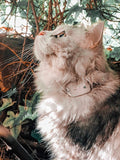 Pro-Track-tor - Ultra-Lightweight Cat Finder - No Monthly Fees - 1600ft Range by Girafus