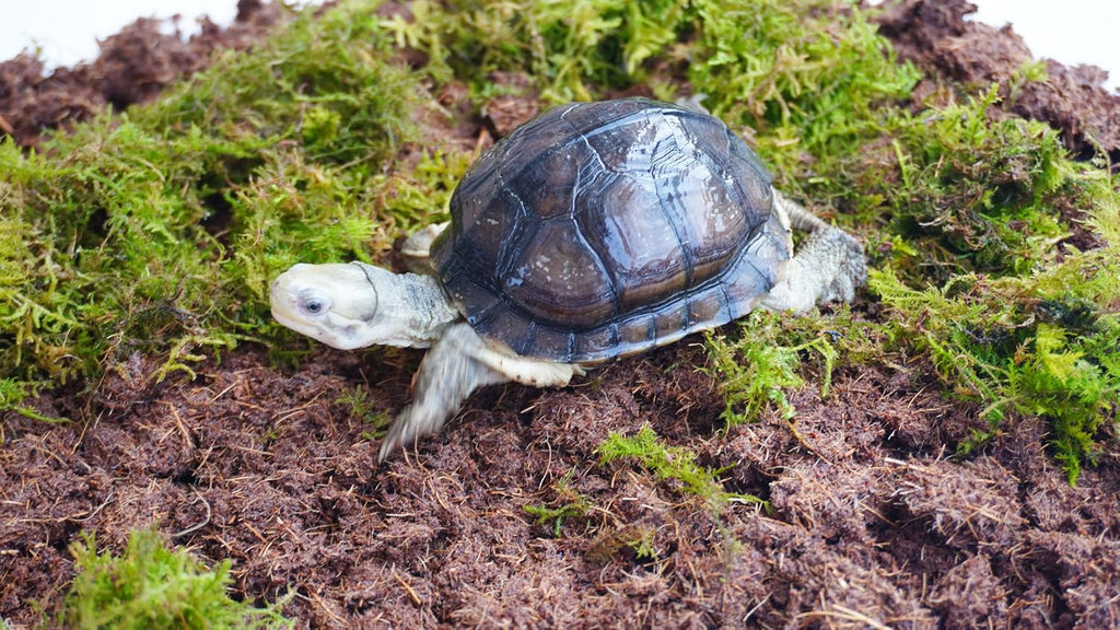 3PCS Tortoise Habitat Accessory Kit, Includes 3.5 Oz Moss Bag & Two 15 Oz Coconut Coir Bricks for Reptile Terrarium