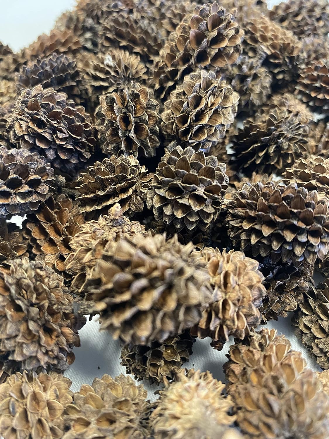 Awesome Aquatic 50 Casuarina Cones, Blackwater, Betta Shrimp Habitat