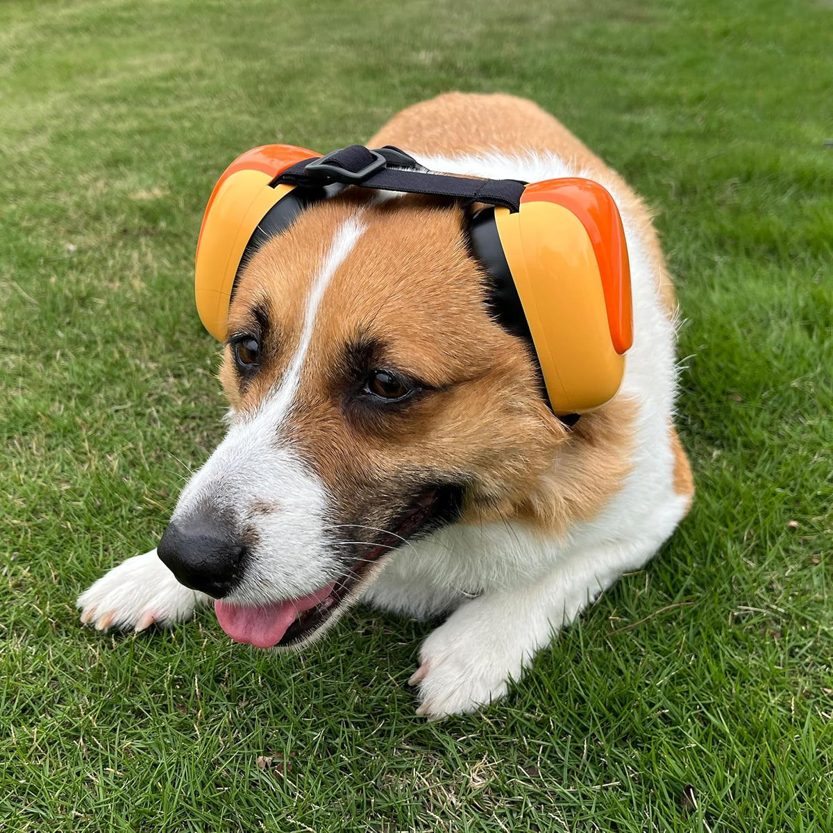 derYEP Dog Earmuffs GEN2 for Hearing Protection 30dB NRR Ear Muffs Noise Protection (Medium, Nocturne Grey)