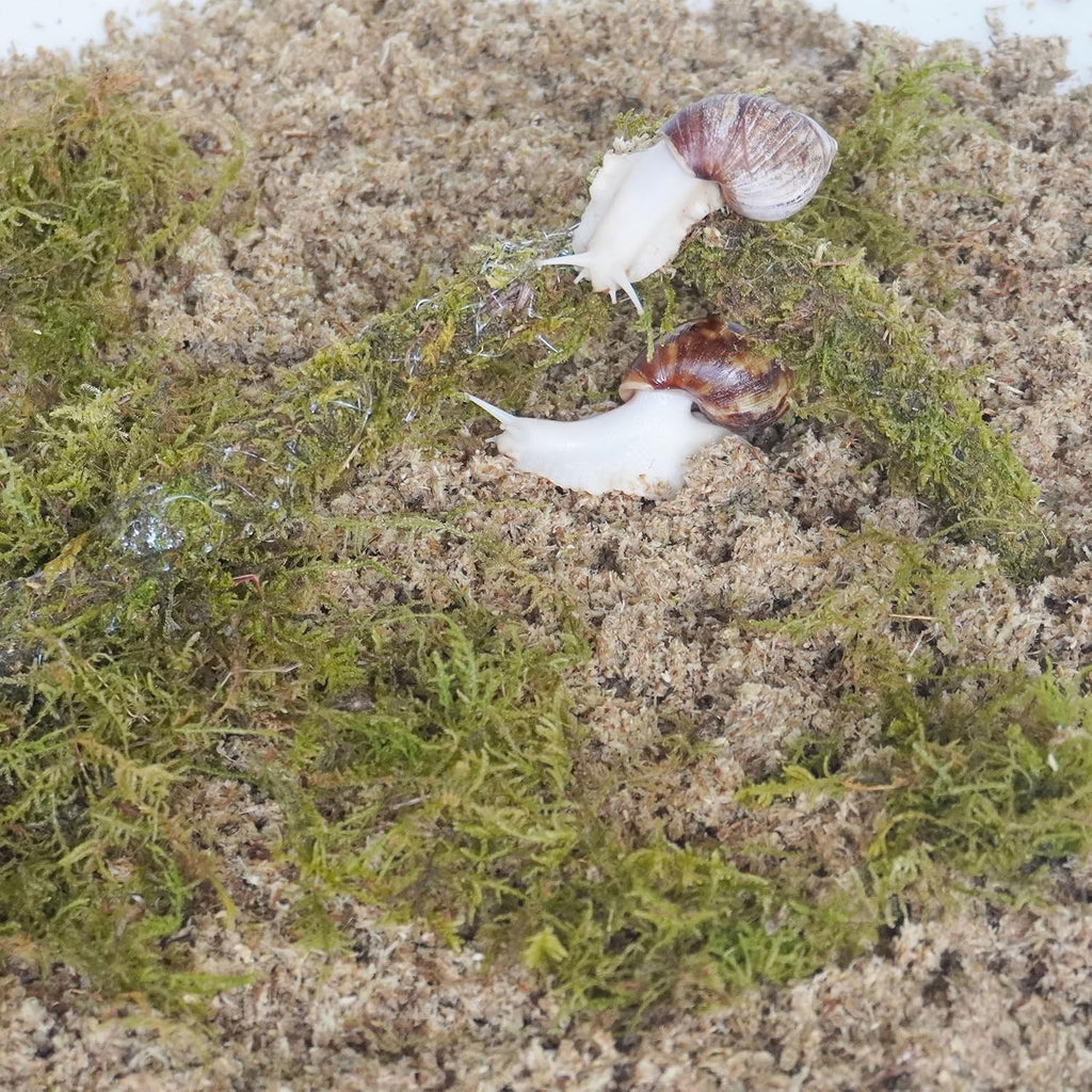Snail Terrarium Accessory 3‑Piece Kit, Contains 3.5 Oz Moss Bag, 2 Quarts Sphagnum Moss Chips Substrate & Snail Climbing Toy for Land Snail Habitat