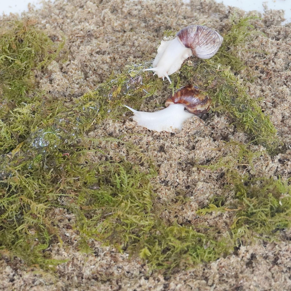 Snail Terrarium Accessory 3‑Piece Kit, Contains 3.5 Oz Moss Bag, 2 Quarts Sphagnum Moss Chips Substrate & Snail Climbing Toy for Land Snail Habitat