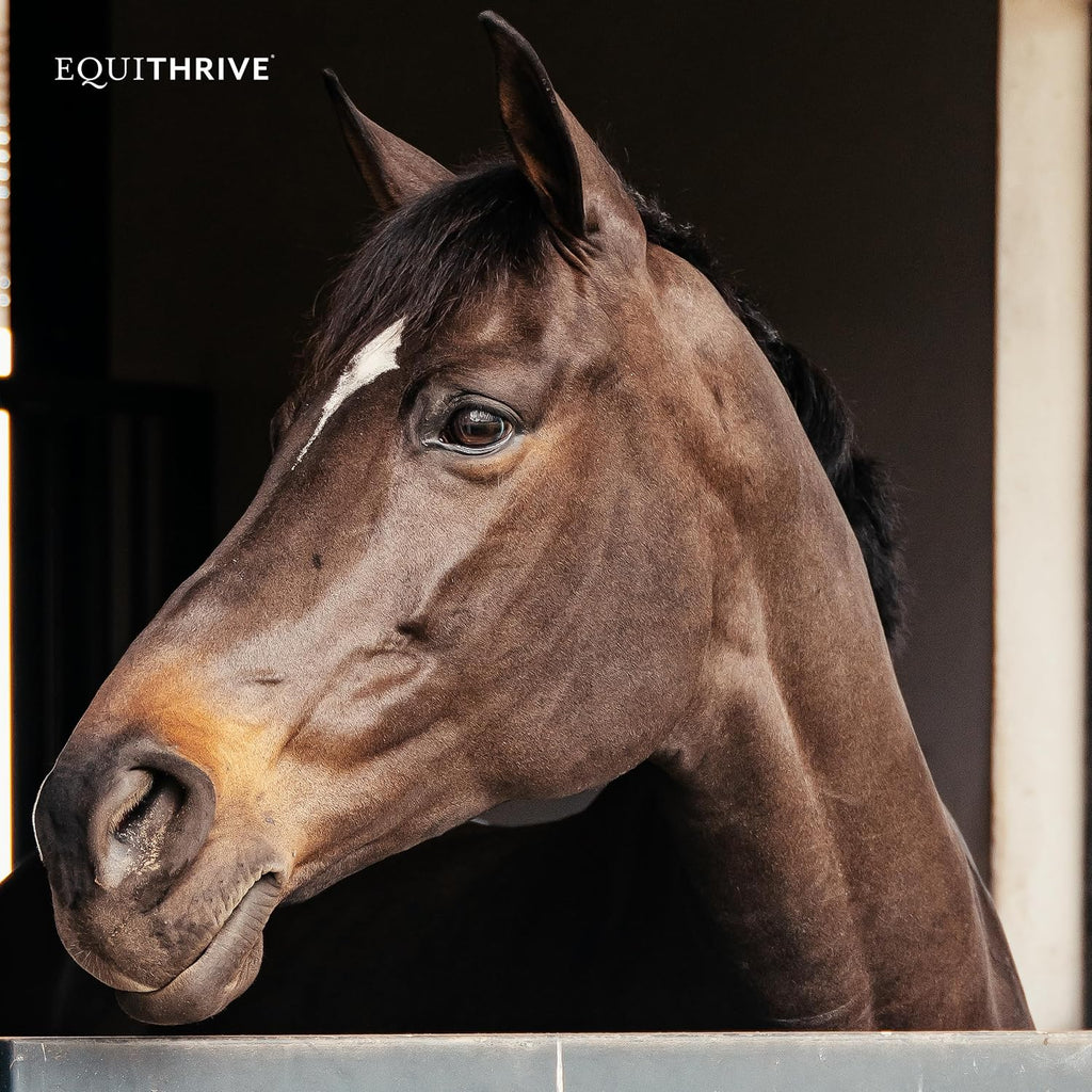 Equithrive Original Joint Powder Horse Supplement, Molasses Flavor, 2 lbs