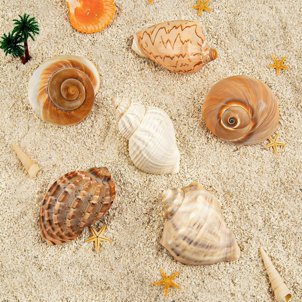 6PCS Large Hermit Crab Shells 3"-3.5" Seashells, Opening 1.5"-2.5"